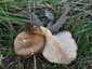 Ördögszekér-laskagomba (Pleurotus eryngii), Budai-hegység